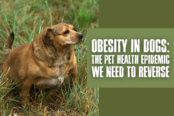 Obesity in Dogs