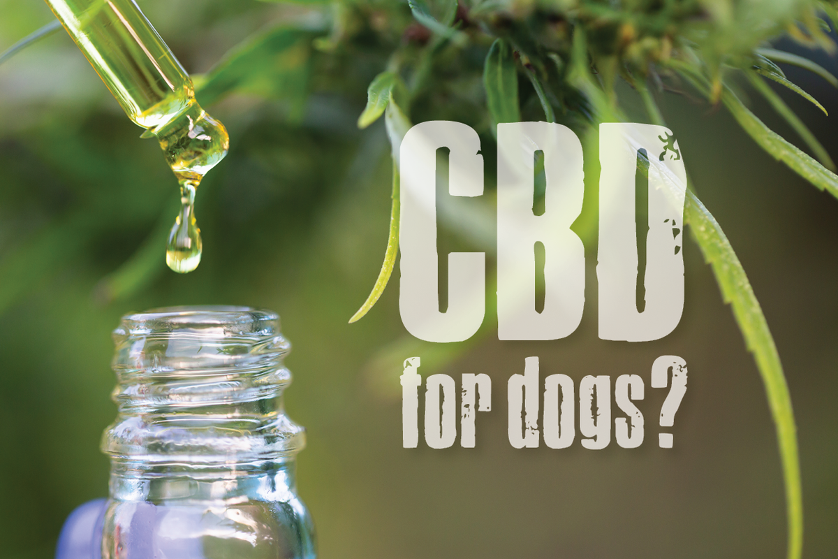 can humans and dogs take same cbd oil