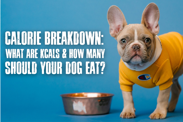 Calorie Breakdown: What Are Kcals & How Many Should Your Dog Eat?