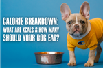 what is kcal in dog food raw bistro blog
