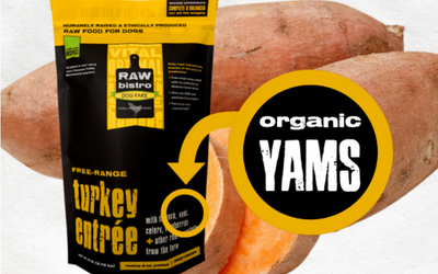 Can Dogs Eat Yams? Benefits of Yams for Dogs