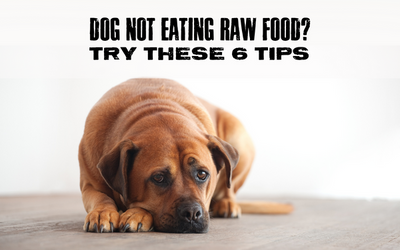 Dog Not Eating Raw Food? Try These 6 Tips and a dog