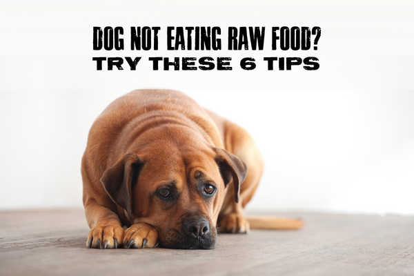 Dog Not Eating Raw Food? Try These 6 Tips and a dog