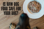 Is Raw Dog Food Safe for Your Dog?