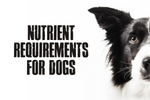 What Nutrients Does Your Dog Really Need?