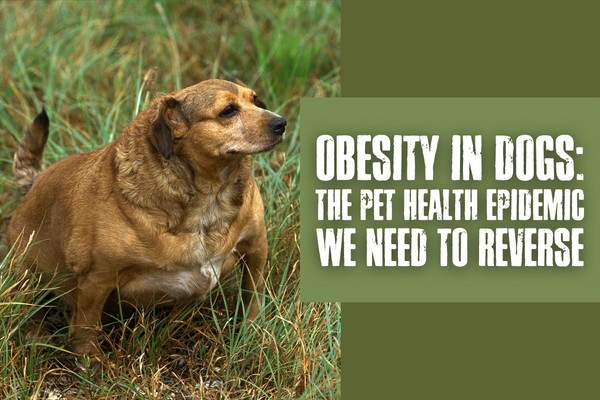 Obesity in Dogs: The Pet Health Epidemic We Need to Reverse