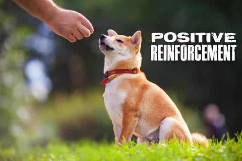 Positive Reinforcement Training and and a dog