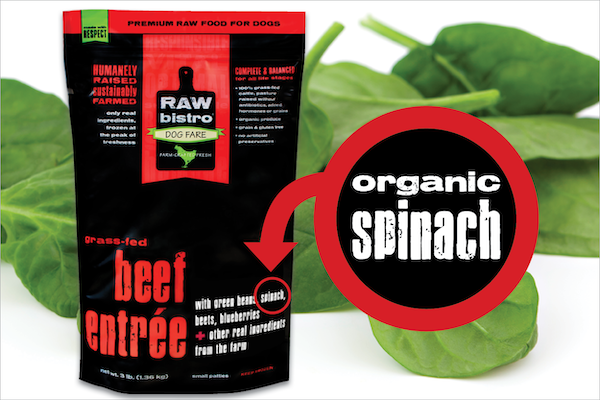 Is raw spinach 2025 good for dogs