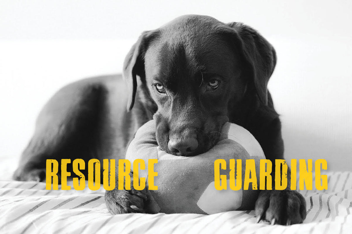 4 Steps to Stop Resource Guarding in Dogs – Raw Bistro