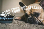 7 Steps to Stop Food Aggression in Dogs