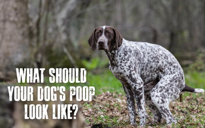 Title of WHAT SHOULD YOUR DOG'S POOP LOOK LIKE? and a dog pooping
