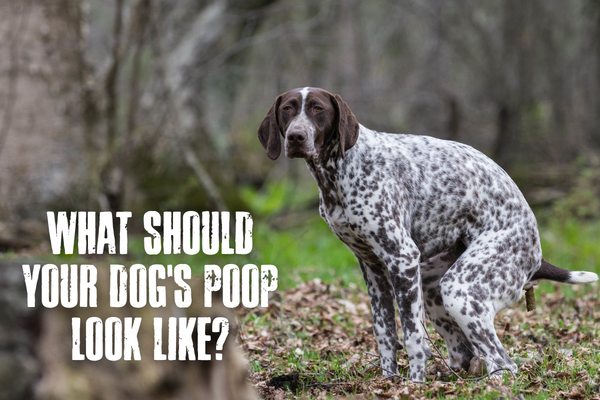 What Should Your Dog's Poop Look Like?