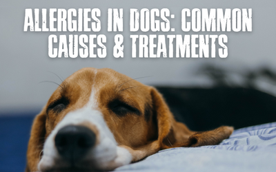 Title of ALLERGIES IN DOGS: COMMON CAUSES & TREATMENTS and a dog sleeping