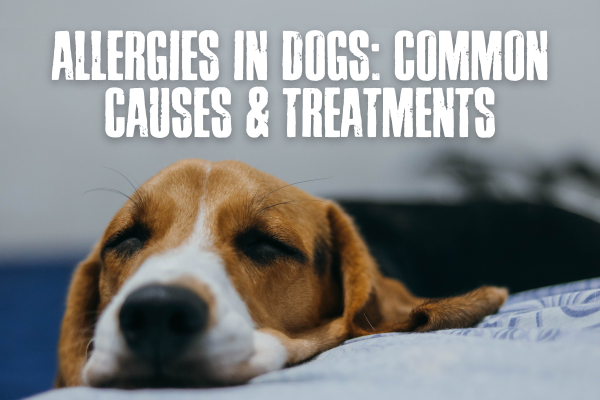 Allergies in Dogs: Common Causes & Treatments