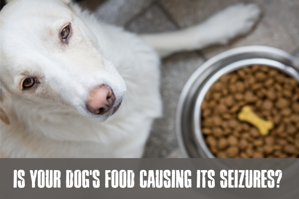 Is Your Dog's Food Causing It's Seizures?