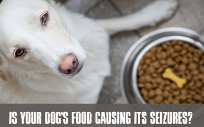 A dog next to the plate of food and a title of IS YOUR DOG'S FOOD CAUSING ITS SEIZURES?