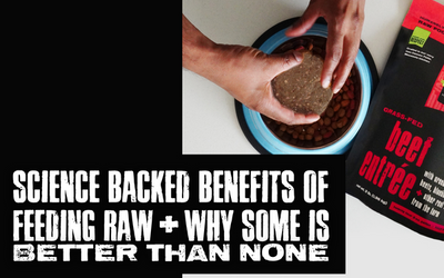 Ttitle of SCIENCE BACKED BENEFITS OF FEEDING RAW  + WHY SOME IS BETTER THAN NONE 
