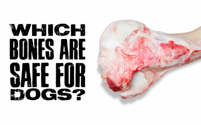 Which Bones are Safe for Dogs? (Title) next to a bone