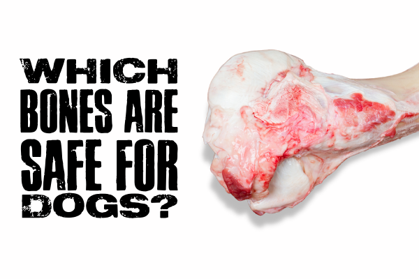 Which Bones are Safe for Dogs? (Title) next to a bone