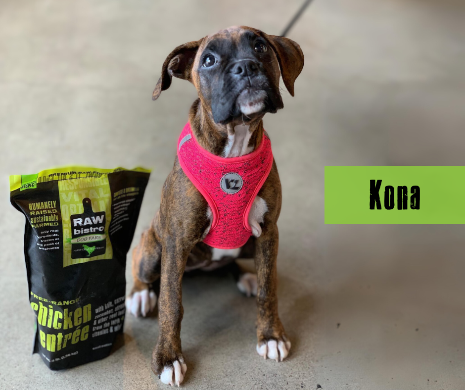 kona dog